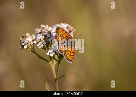 A Heath Fritillary (Melitaea athalia) settled on white flower. Stock Photo