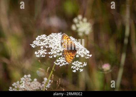 A Heath Fritillary (Melitaea athalia) settled on white flower. Stock Photo