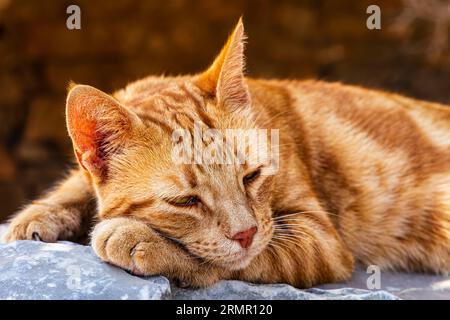 A street cat sleeping in the ruins of the ancient venetian fortress of Spinalonga on the island of Crete Stock Photo