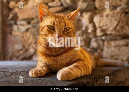 A street cat sleeping in the ruins of the ancient venetian fortress of Spinalonga on the island of Crete Stock Photo
