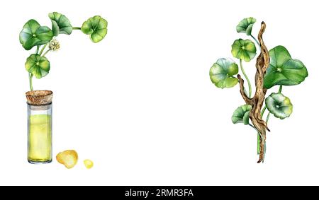 Frame of centella asiatica, essential oils on wooden stand watercolor illustration isolated on white. Pennywort, herbal plants on wooden branch hand Stock Photo