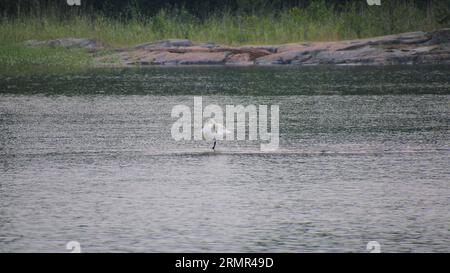 Laulujoutsen, cygnus cygnus, Helsinki, Finland Stock Photo