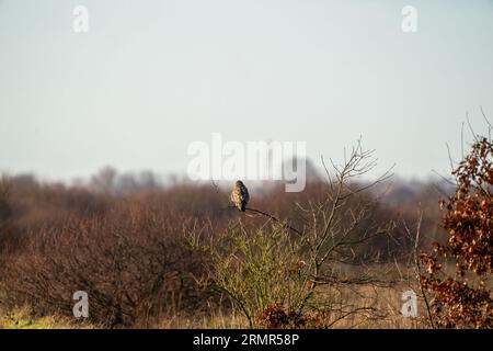Impressive common buzzard, buteo buteo, sitting on branch in autumn with copy space. Feathered animal with white and brown plumage Stock Photo