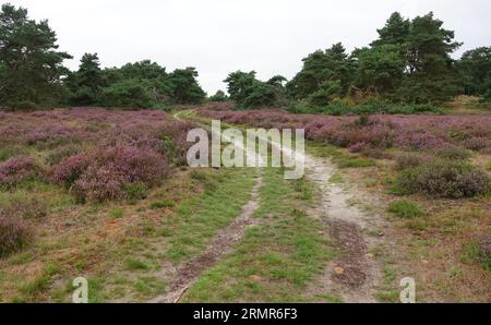 Sandy path that winds through a heathland. It's august. The heath is blooming Stock Photo