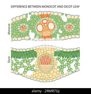 Difference between dicot and monocot leaf Stock Photo
