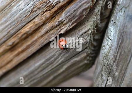 Selective Focus Macro Of A Red Ladybug Walking On Weathered Wood Stock Photo