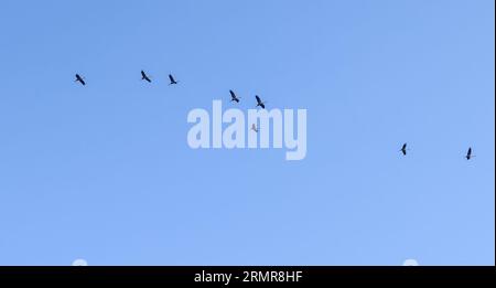 Lots Of White Storks In A Completely Blue Sky Stock Photo
