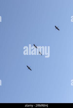 Lots Of White Storks In A Completely Blue Sky Stock Photo