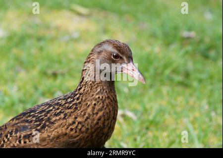 A weka is a native New Zealand bird. It is flightless. Stock Photo