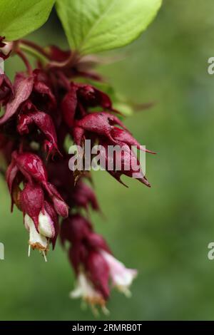 Leycesteria formosa, the pheasant berry, himalyan honeysuckle blossom covered in water drops Stock Photo
