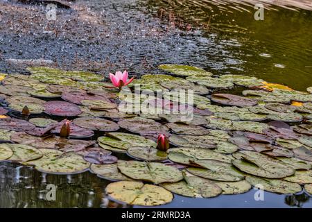 Seerosen in einem Teich vom Schlosspark Schönbrunn in Wien Stock Photo