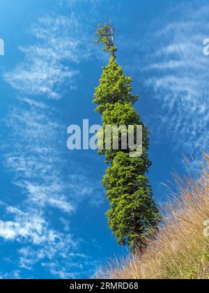 Slender lonely beech tree growing on a hillside Stock Photo