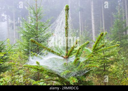 Spider web with dew on a spruce tree Stock Photo