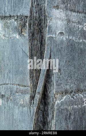 The split bark of a palm tree showing a bridge across it and rings on the outside. Stock Photo
