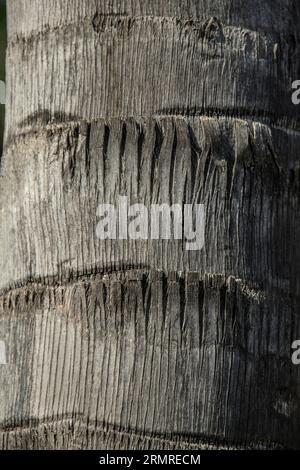 The bark of a palm tree showing rings on the outside. Stock Photo