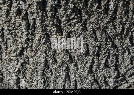 Bark texture Background Stock Photo
