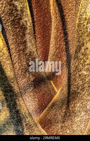 Fan Palm tree bark texture Stock Photo