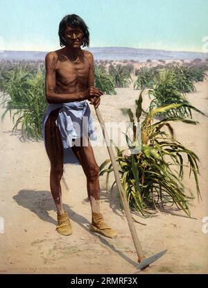 Mann mit einer Hacke in einem Zuckerrohrfeld, Kuba, Historisch, digital verbesserte Reproduktion eines Photochromedruck aus dem Jahre 1898  /  Man with a hoe in a sugar cane field, Cuba, Historic, digitally enhanced reproduction of a photochrome print from 1898 Stock Photo