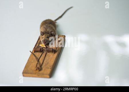 A mouse, catched in the mouse trap Stock Photo