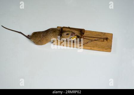 A mouse, catched in the mouse trap Stock Photo