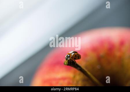 A ladybird, having take-off from the red apple stem Stock Photo