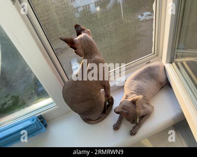 The kitties are sitting on the windowsill . Sphinx cats on the window. Stock Photo