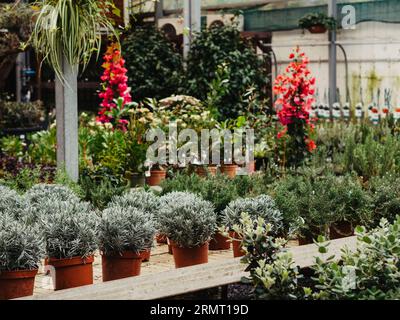 Many different plants in flower pots in flowers store. Garden center and wholesale supplier concept. Stock Photo