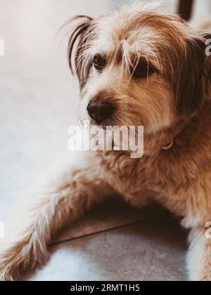 Portrait of sad dog lying on floor on front paws, waiting for people to come back home. Lifestyle of domestic animals Stock Photo