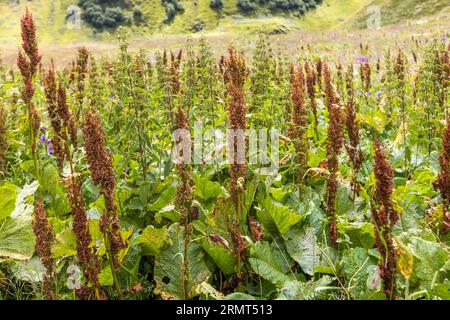 A dense stand of dock, possibly Alpine dock (Rumex alpinus), popularly called monk's rhubarb, grows on a mountain meadow west of Chontio in Akhmeta Municipality, Kakheti region, Georgia. The reddish-brown seed heads stand on tall stems, while large leaves spread out at ground level. Between them grow tall plants with serrated leaves, possibly stinging nettles. Purple flowers bloom in the background. Alpine dock prefers moist, nitrogen-rich soils, for example where livestock gather. It is native to the mountains of Europe, Turkey and the Caucasus. The trail from Girevi to the Atsunta Pass follo Stock Photo