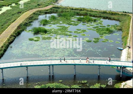 Photo taken on Aug. 20, 2014 shows the scenery of Longfeng wetland natural reserve in Daqing City, northeast China s Heilongjiang Province. ) (yxb) CHINA-HEILONGJIANG-LONGFENG WETLAND(CN) WangxSong PUBLICATIONxNOTxINxCHN   Photo Taken ON Aug 20 2014 Shows The scenery of Long Feng Wetland Natural Reserve in Daqing City Northeast China S Heilongjiang Province  China Heilongjiang Long Feng Wetland CN  PUBLICATIONxNOTxINxCHN Stock Photo