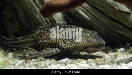 Suckermouth Catfish, hypostomus plecostomus, Freshwater Aquarium Fish Stock Photo