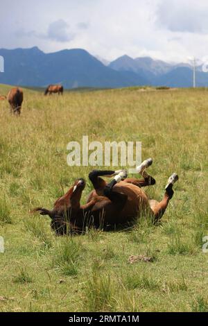 (140825) -- ZHANGYE, Aug. 25, 2014 -- A horse frolics at the Shandan Horse Ranch in Zhangye City, northwest China s Gansu Province, Aug. 23, 2014. The Shandan Horse Ranch, which locates in the Qilian Mountain s Damayin pastureland, covers an area of 219,693 hectares. The history of the ranch can be traced back to 121 B.C. when famous Chinese general Huo Qubing established the ranch specially to herd horses for the army of China. Since then, the ranch, which was well-known for the Shandan horse hybrids, has therefore been the base of the military and royal horses through several dynasties in th Stock Photo