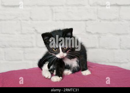 6 week old, female, tuxedo kitten. Horizontal image with selective focus. Stock Photo