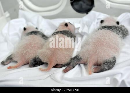 Three newborn giant panda triplets rest in an incubator at the in Guangzhou, capital of south China s Guangdong Province, Aug. 18, 2014, the 21st day after their birth. A rare set of giant panda triplets which were born at Guangzhou s between 0:55 and 4:50 a.m. on July 29 turned one month old on Thursday, thus becoming the world s first panda triplets to survive. Their mum, Ju Xiao, is a female giant panda from Wolong, a major giant panda habitat in southwest China s Sichuan Province. Since birth, the triplet cubs, two males and a female, have been in good health condition under the care of gi Stock Photo