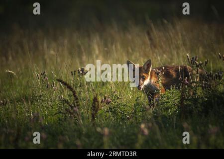 Wild Red Fox Stock Photo