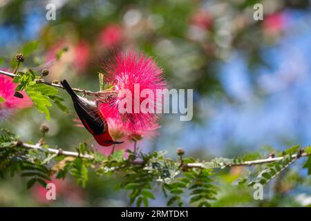 Hanging upside-down, a recently arrived Scarlet Honeyeater contemplates feeding on the bloom of a Red powder puff shrub. Stock Photo