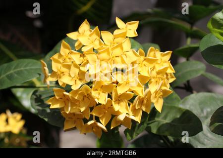 The small yellow flowers in the nature. Stock Photo