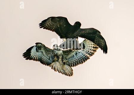 Buzzards swoop into each other as they predate over the high hills and grasslands in the Vale of White Horse, Oxfordshire. Picture date: Wednesday August 30, 2023. Stock Photo