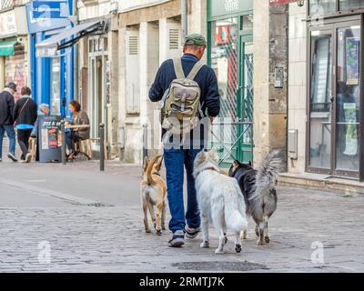Man with three dogs walking along city center cobbled street - Tours, Indre-et-Loire (37), France. Stock Photo