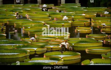 (140911) -- TAIPEI, Sept. 11, 2014 -- Giant leaves of Victoria are seen during an aquatic plants exhibition at the Shuangxi Park in Taipei, southeast China s Taiwan, Sept. 11, 2014. Victoria is a genus of water-lilies, in the plant family Nymphaeaceae, with very large green leaves that lie flat on the water s surface. The leaf of Victoria is able to support quite a large weight due to the plant s structure, although the leaf itself is quite delicate. )(yxb) CHINA-TAIPEI-SHUANGXI PARK-VICTORIA-GIANT LEAF (CN) WangxQingqin PUBLICATIONxNOTxINxCHN   Taipei Sept 11 2014 Giant Leaves of Victoria are Stock Photo