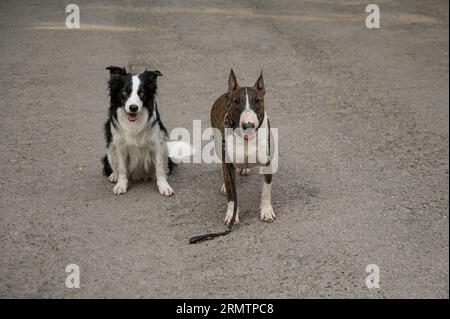 Bull terrier and border collie outdoors. Two dogs on a walk.  Stock Photo