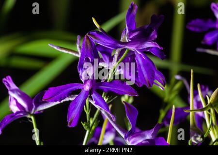 Forking larkspur, Consolida regalis or Wild Delphinium blue flowers, shallow depth of field. summer herbs. Stock Photo