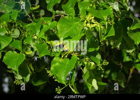 Linden branch with green leaves and buds before flowering. Stock Photo