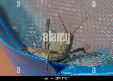 Anacridium aegyptium nymph locust on a blue swimming pool net Stock Photo