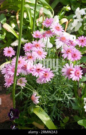 Pink marguerite daisies Paris daisies Argyranthemum frutescens Stock Photo