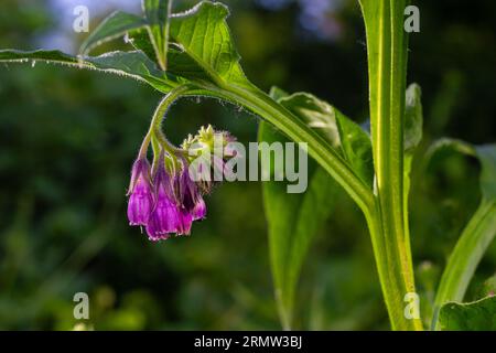 In the meadow, among wild herbs the comfrey Symphytum officinale is blooming. Stock Photo