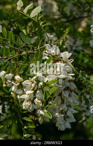 Abundant flowering acacia branch of Robinia pseudoacacia, false acacia, black locust close-up. Source of nectar for tender but fragrant honey. Locust Stock Photo