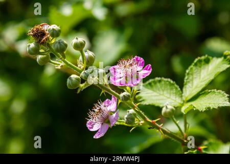 Soft pink blackberry flowers and buds in spring - Rubus fruticosus. Stock Photo