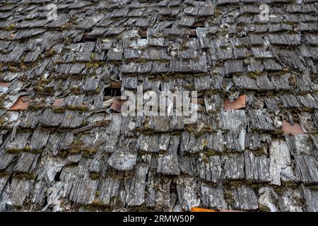 The old slate roof is covered with green moss and dry foliage. The concept of replacing the roof. Roof repair. Stock Photo