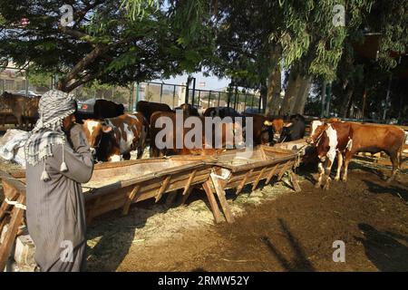 (141004) -- CAIRO, Oct. 4, 2014 -- Sacrificial animals are seen at a livestock market in Cairo, Egypt, on Oct. 4, 2014. Muslims celebrate Eid al-Adha, also known as the Corban Festival which falls on the 10th day of the 12th month of the Islamic calendar, to mark the end of the hajj and commemorate Prophet Abraham s willingness to sacrifice his son Ismail on God s command. ) EGYPT-CAIRO-EID-EL-ADHA AhmedxGomaa PUBLICATIONxNOTxINxCHN   Cairo OCT 4 2014 sacrificial Animals are Lakes AT a Livestock Market in Cairo Egypt ON OCT 4 2014 Muslims Celebrate Oath Al Adha Thus known As The Corban Festiva Stock Photo